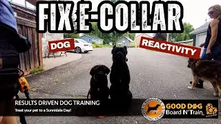 Fix E-collar Dog Reactivity ⚡ How We Trained This Odd Couple