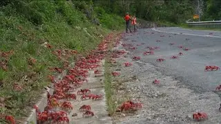 Millions of red crabs migrate on Australia's Christmas Island