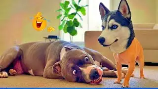 Funniest Animal Videos Ever 2026  🐮 #funnydogs #funnycats #funniestanimals