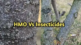 HMO vs Insecticides | Sanjose Scale | European red mites | When to Spray | Temperate Farming