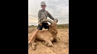 Giant Aoudad / Barbary Sheep Hunt (Clean and Cook)