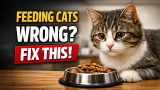 Stop Guessing: How Often Should Your Cat Eat? (Vet Guide)