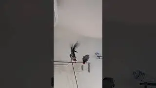 تصفير ببغاء كاسكو افريقي..parrot  grey..perroquet