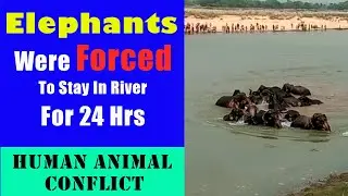 Man Animal Conflict | Elephant Herd Forced To Stay In River For 24 hrs | Elephant Expert Speaks