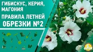 Гибискус, керия, магония. Правила летней обрезки #2. 6 соток 01.07.2019