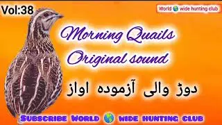 World 🌎 wide hunting club||VOL:38 ||UNIQUE QUAILS CALLING