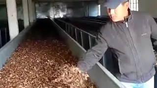 चुङथुङ चिया कमान खोलाउन जरुरी बैठक सम्पन्न Chungthung Tea Estate | Closed Tea Estate of Darjeeling