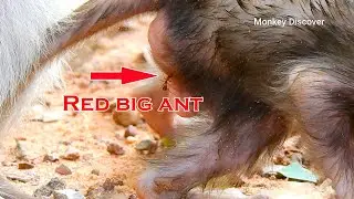 OMG ! why red big ant attacking baby Patricia while she is playful happily ?