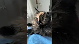 Дари радость, ставь 👍😍 #cat #видосыоткота #shortsviral #веселыекоты #youtubeshorts #кот #pets