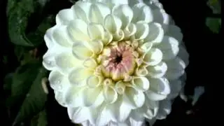 La Dalia flor nacional de México