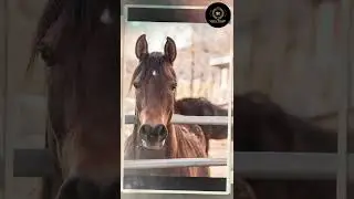 National Horse Protection Day | வரலாற்றில் இன்று | March 01 #shorts #horse