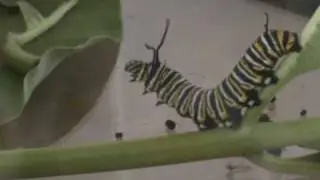 Michael Cygan A Butterfly Movie.mov
