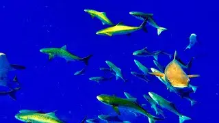 HAND FEEDING GIANT SCHOOLS of COBIA | Talking about *COBIA* with Tom Rowland | GUIDES AND TIDES