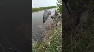 УСАТЫЙ ВЕСЕННИЙ.
