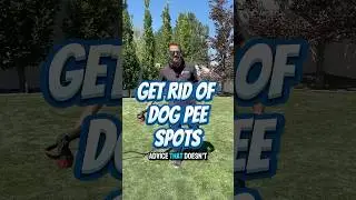 How to get rid of dog pee spots in my lawn