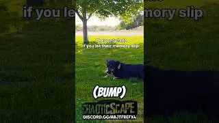 (Bump) Fading Memory's. #usa #animals #pets #love