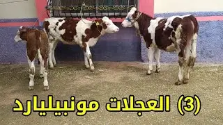 (3) العجلات مونبيليارد 0602757438 ديال الكسيبة ملاح للبيع نواحي فاس فرجة ممتعة 