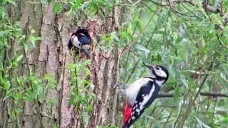 Grote bonte spechten bij nest / Great spotted woodpeckers at nest