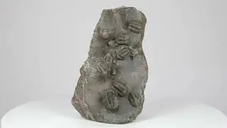 Cluster Of Large Proetid Trilobites - Jorf, Morocco - Specimen #251435