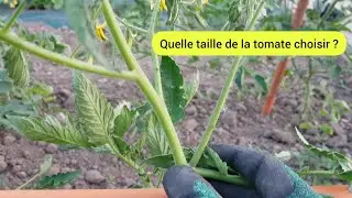 Les 4 différentes taille de la tomate, au choix  2023