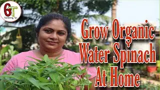 How to Grow Organic Water Spinach At Home Easily || Growing Kalmi Saag || Gardening Tips & Tricks |
