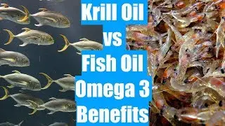 Krill Oil vs Fish Oil Omega 3 Benefits
