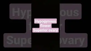 Hypogynous flower: Superior ovary