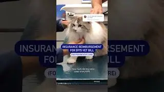 Is pet insurance worth it? #cat #ragdolls #petinsurance