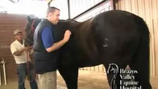 Influenza in Horses
