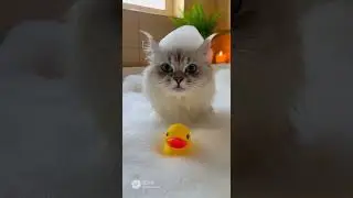 Chat dans son bain #cat #viral #videoshort #cute