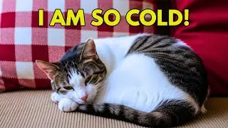90% владельцев совершают ЭТИ зимние ошибки ❄️, и кошки молча страдают 😿
