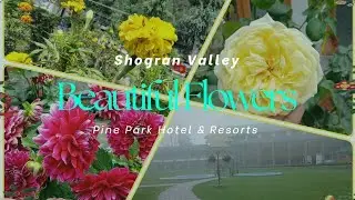 Pine Park Hotel and Resort Shogran | Full view of hotel's Garden | Beautiful Flowers & Foggy weather