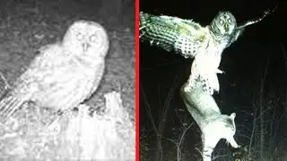 Smartest Animals Hunting Prey Caught on Camera