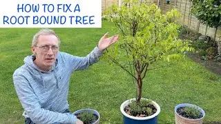 How To Fix A Root Bound Tree