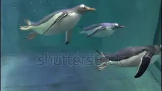 Penguin Awareness Day celebrated in Birmingham, UK, Birmingham, UK, Birmingham, United Kingdom #Bird