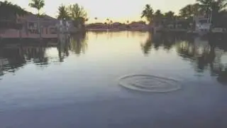 Mullet jumping