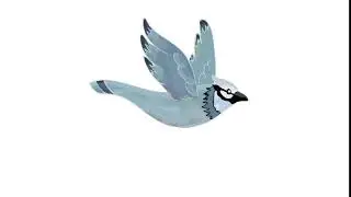 Blue Jay animation colour