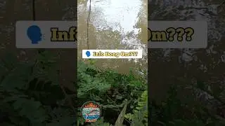 Info Dong Om...