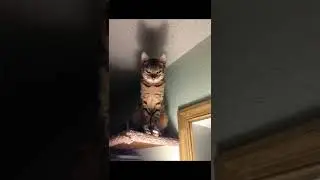 quand je vous dis que j&rsquo;ai peur des chats 🐈