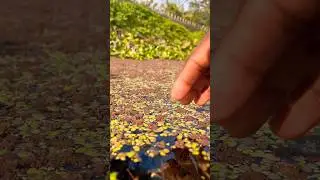 Amazing beautiful moss roots under water. #shorts