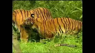 Petz Wild Animals Tigerz American commercial
