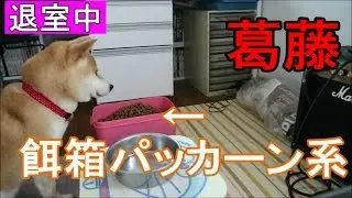 柴犬小春　【実験】葛藤！餌箱パッカーン系でヨーグルトを取りに行ってみた！後半今こは
