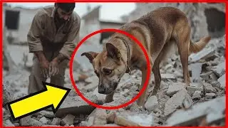 Street Dog's Desperate Digging Reveals Shocking Truth Buried in Rubble