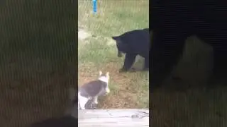 Brave Cat VS Bear funny #lol #funny #catvideos #funnycats #bravecats #funnycute