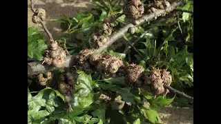 Manejo de las Agallas de las Plantas con  el  Purdue Plant Doctor