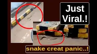 Snake Panic Among People On Road