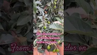From tiny avocados on my terrace to avocado toast in my dreams 🥑#mygreenishnest #kitchengarden