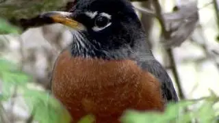 American Robin - HD Mini-Documentary