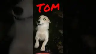 our Tom//very disciplined dog//$sRflowers.