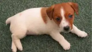 Everyone loves dogs